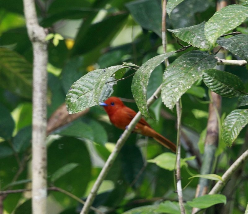 Rufous Paradise-Flycatcher (Southern) - ML205229621