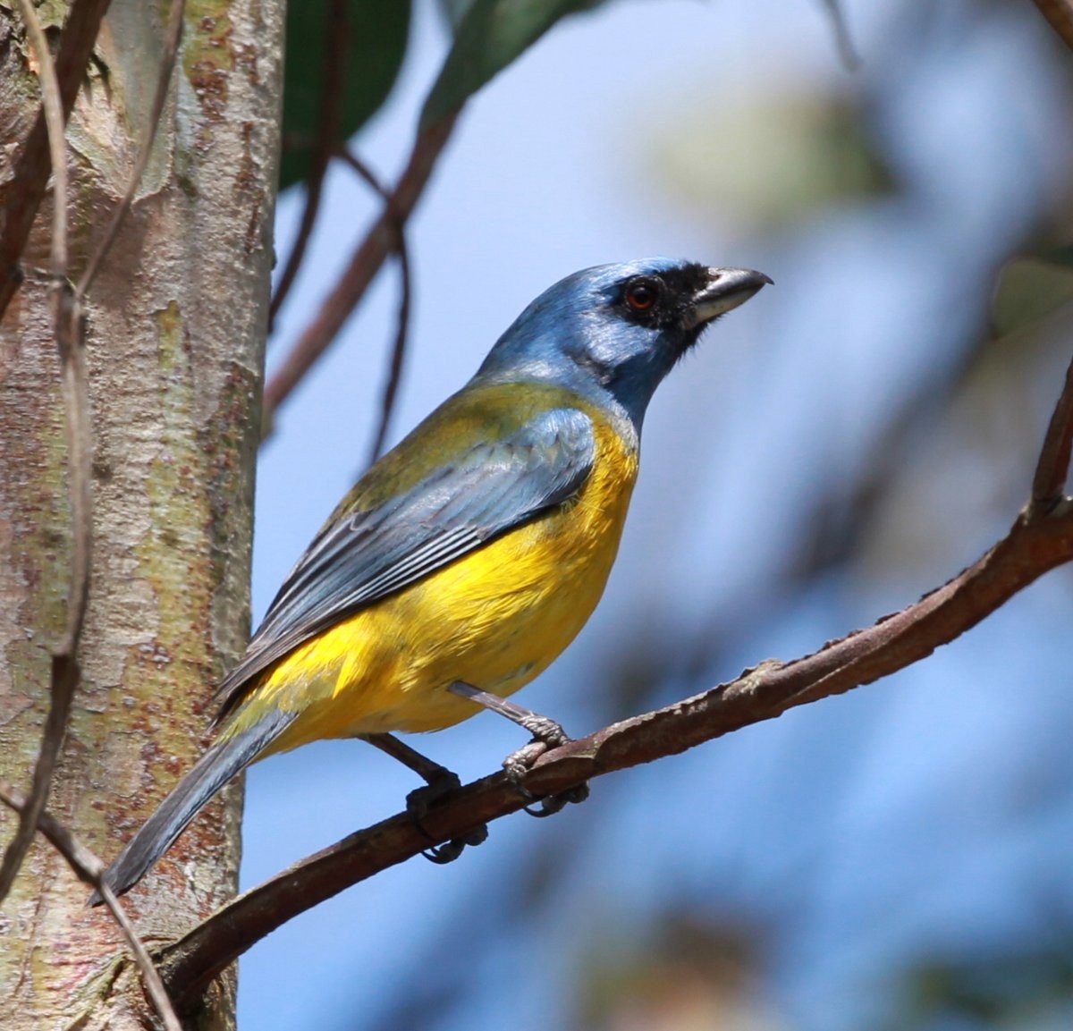 Blue-and-yellow Tanager (Green-mantled) - ML205229891