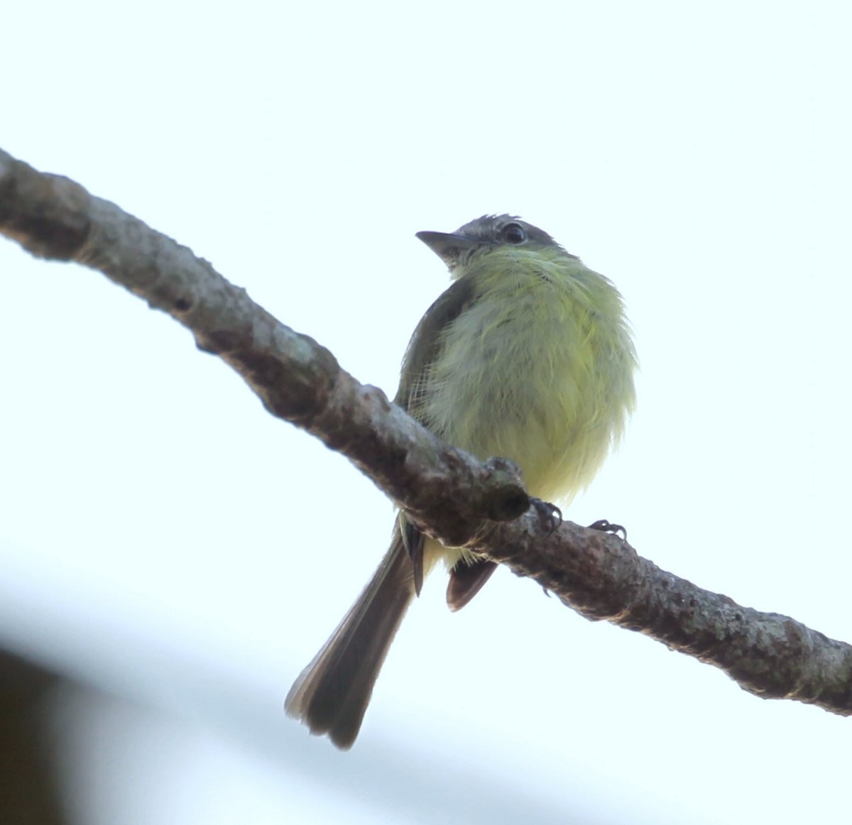 Gray-crowned Flatbill - ML205230001