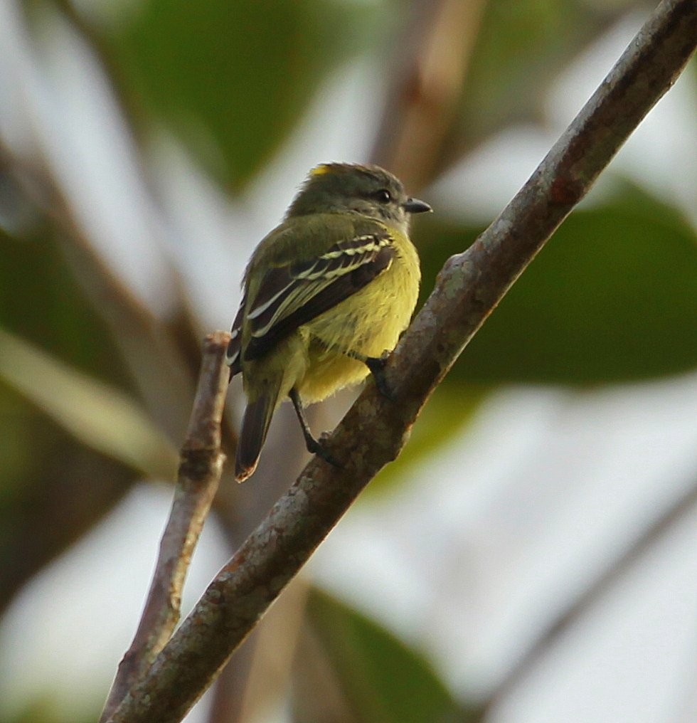 Yellow-crowned Tyrannulet - Carmelo López Abad