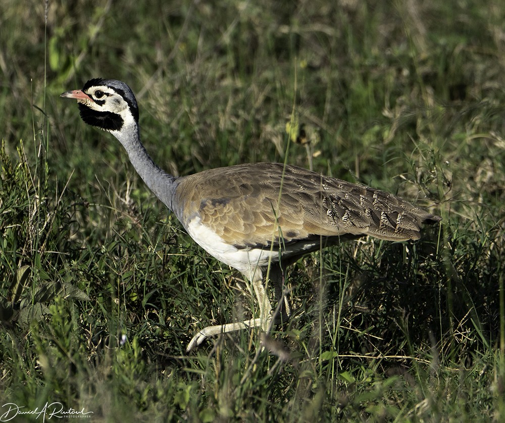 White-bellied Bustard (White-bellied) - Dave Rintoul