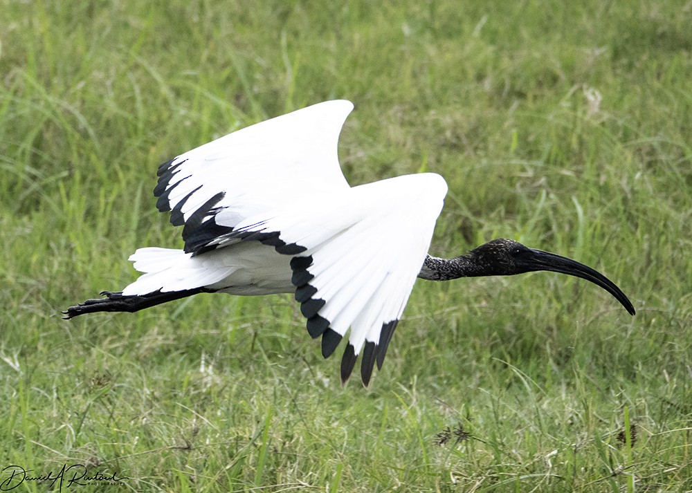 African Sacred Ibis - Dave Rintoul