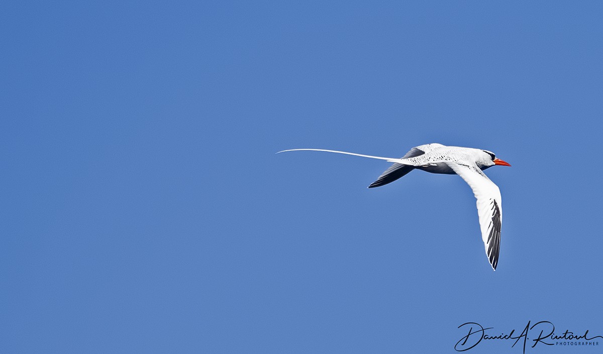 Red-billed Tropicbird - Dave Rintoul