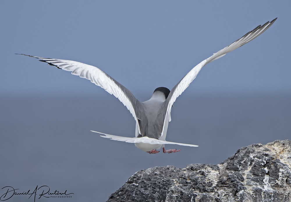 Swallow-tailed Gull - Dave Rintoul