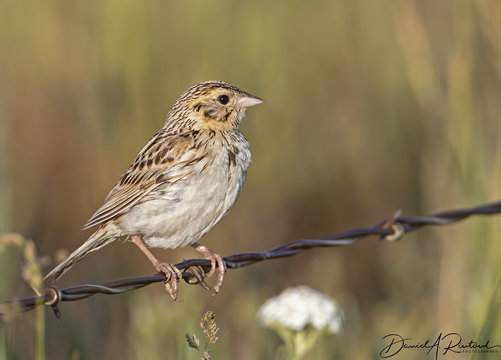 Baird's Sparrow - Dave Rintoul