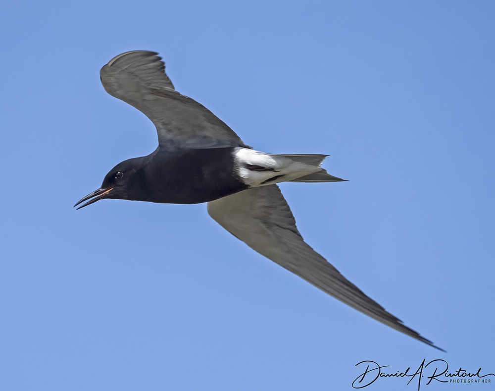 Black Tern (American) - Dave Rintoul