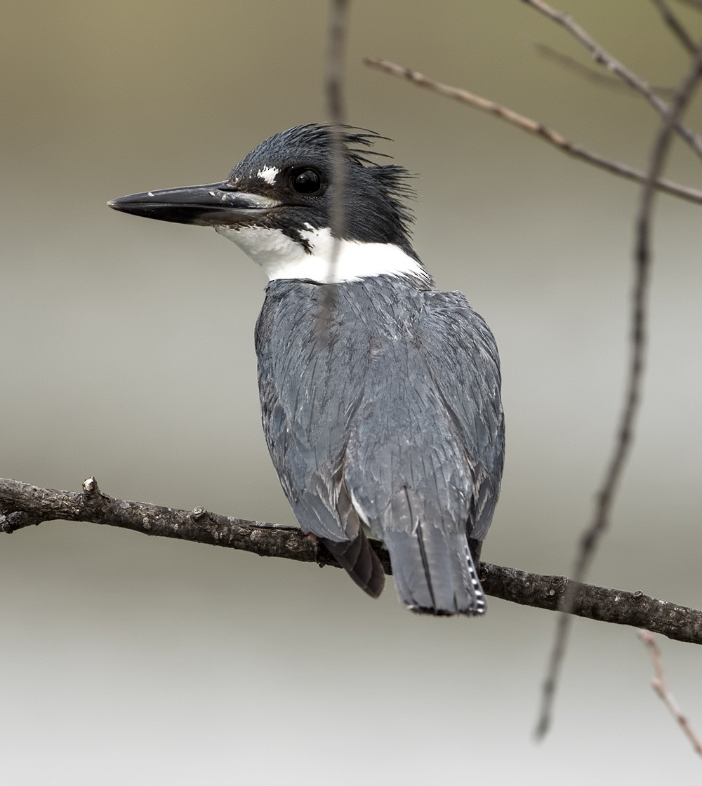 Belted Kingfisher - Dave Rintoul