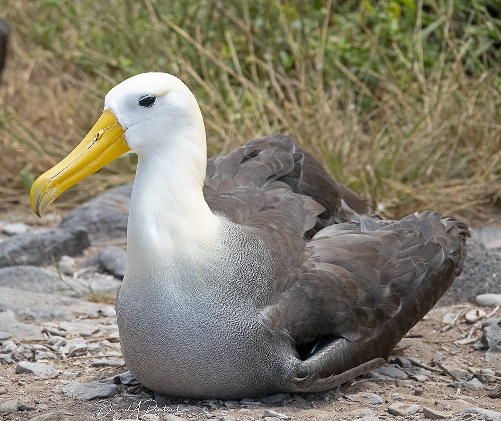 Waved Albatross - Dave Rintoul