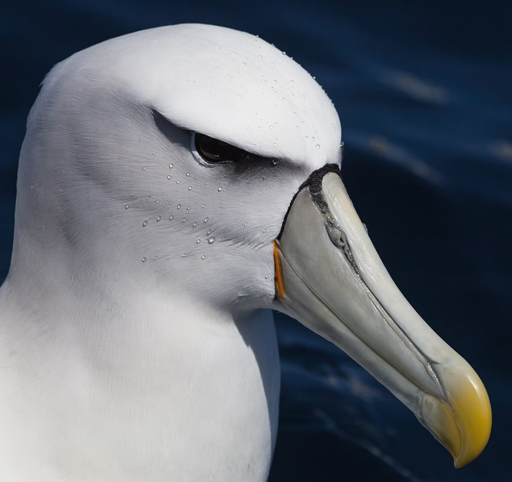 White-capped Albatross (steadi) - Dave Rintoul