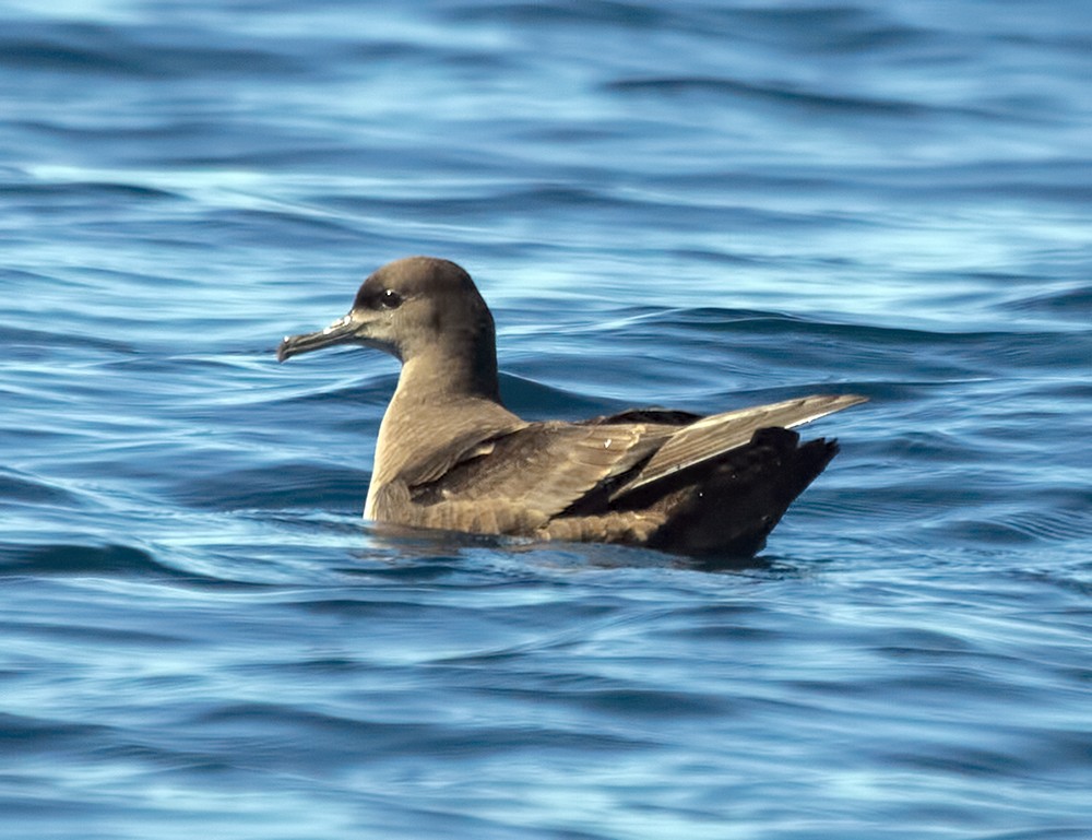 Sooty Shearwater - Dave Rintoul