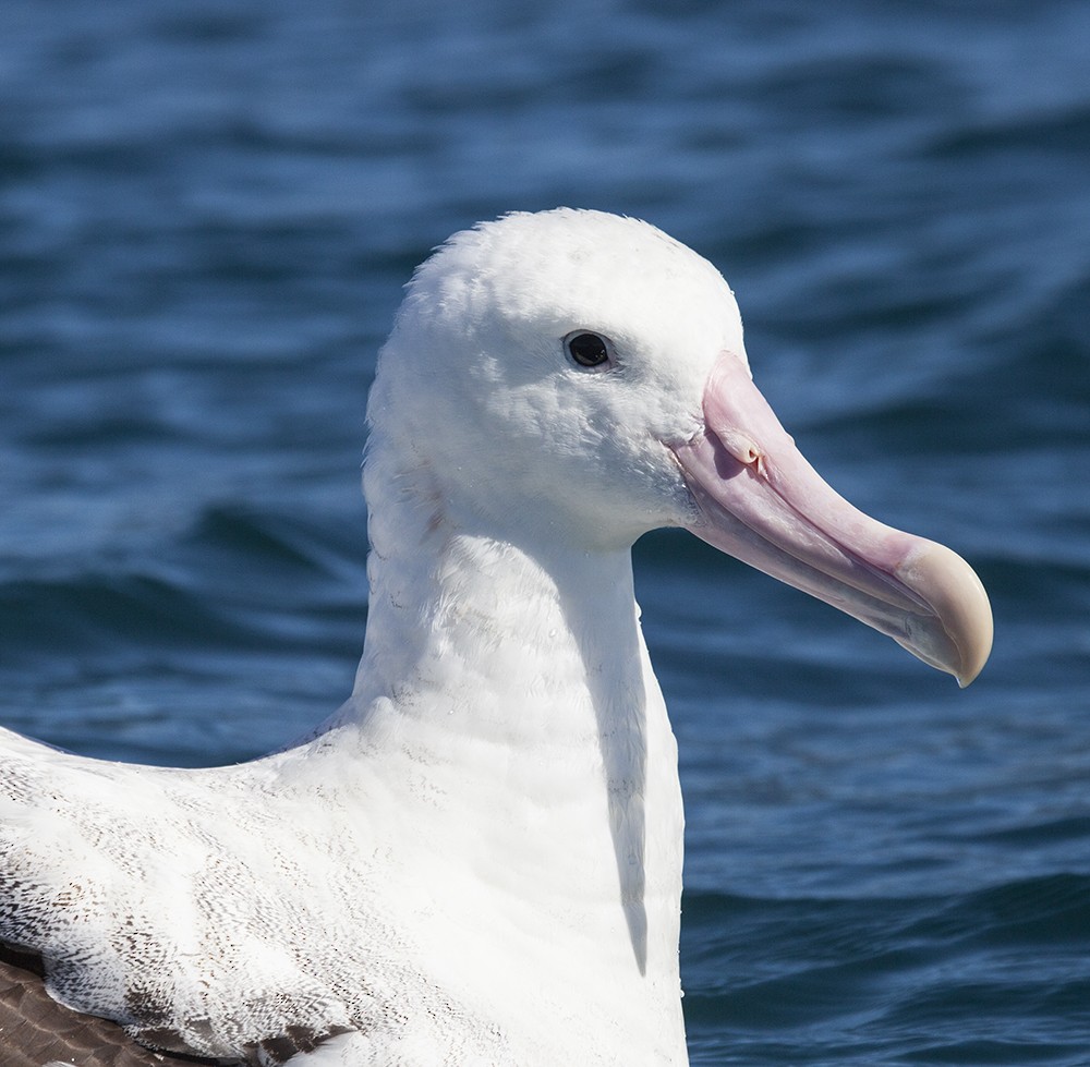 Snowy/Tristan/Antipodean Albatross - Dave Rintoul