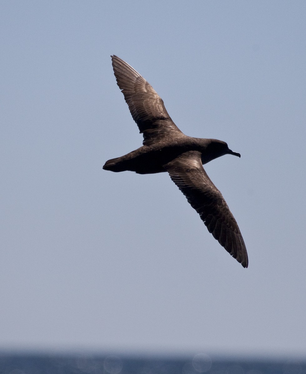 Short-tailed Shearwater - Dave Rintoul