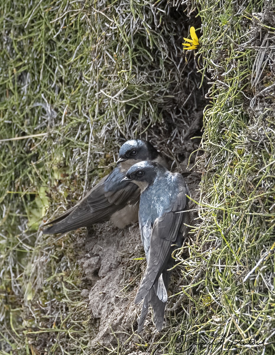 Brown-bellied Swallow - Dave Rintoul
