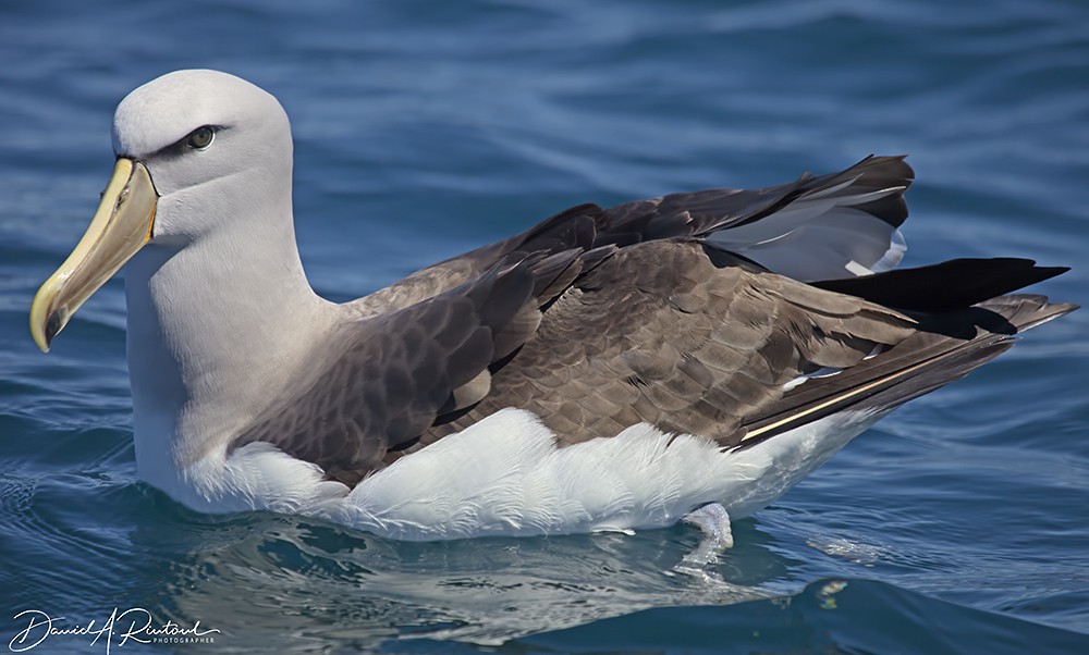 Salvin's Albatross - Dave Rintoul