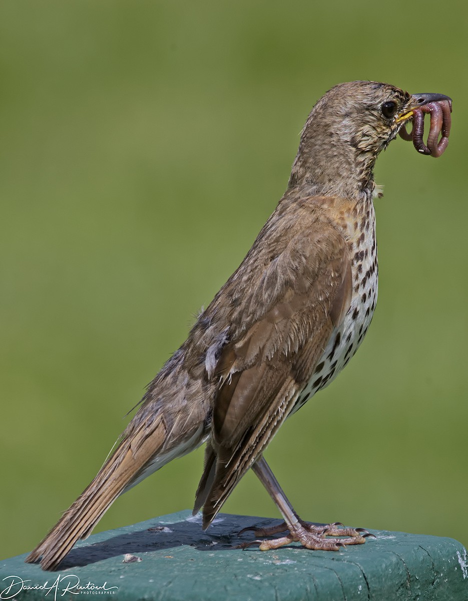 Song Thrush - Dave Rintoul