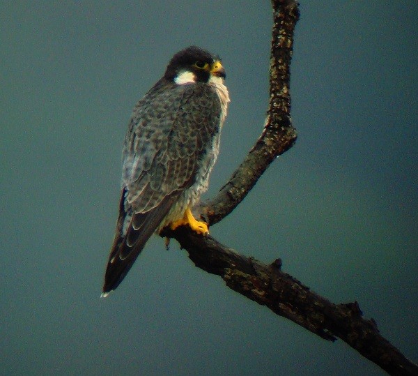 Peregrine Falcon - nigel lallsingh