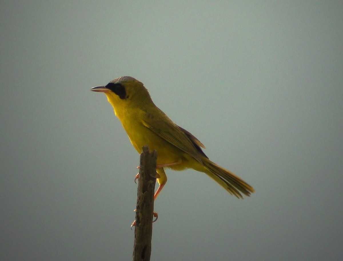 Masked Yellowthroat - nigel lallsingh