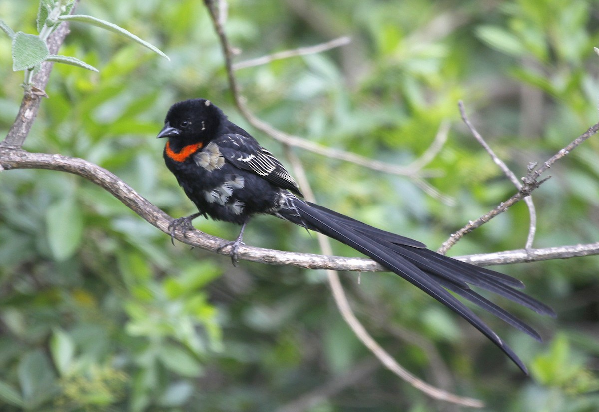 Red-collared Widowbird - Carmelo López Abad