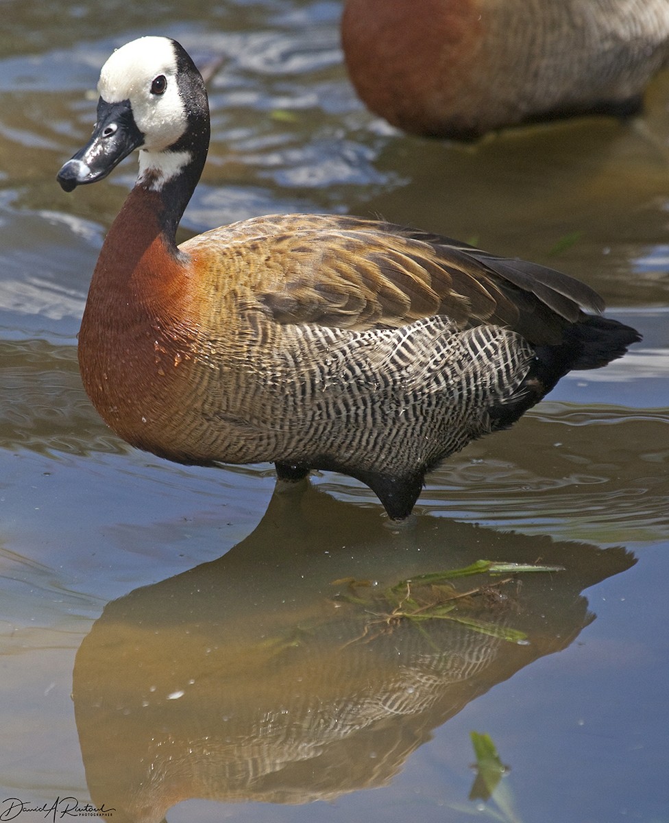 White-faced Whistling-Duck - Dave Rintoul