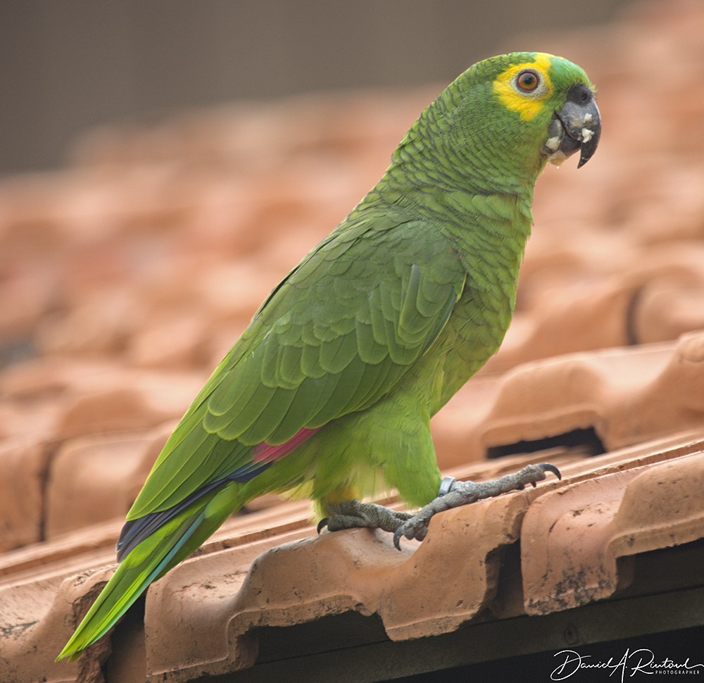 Turquoise-fronted Parrot - Dave Rintoul