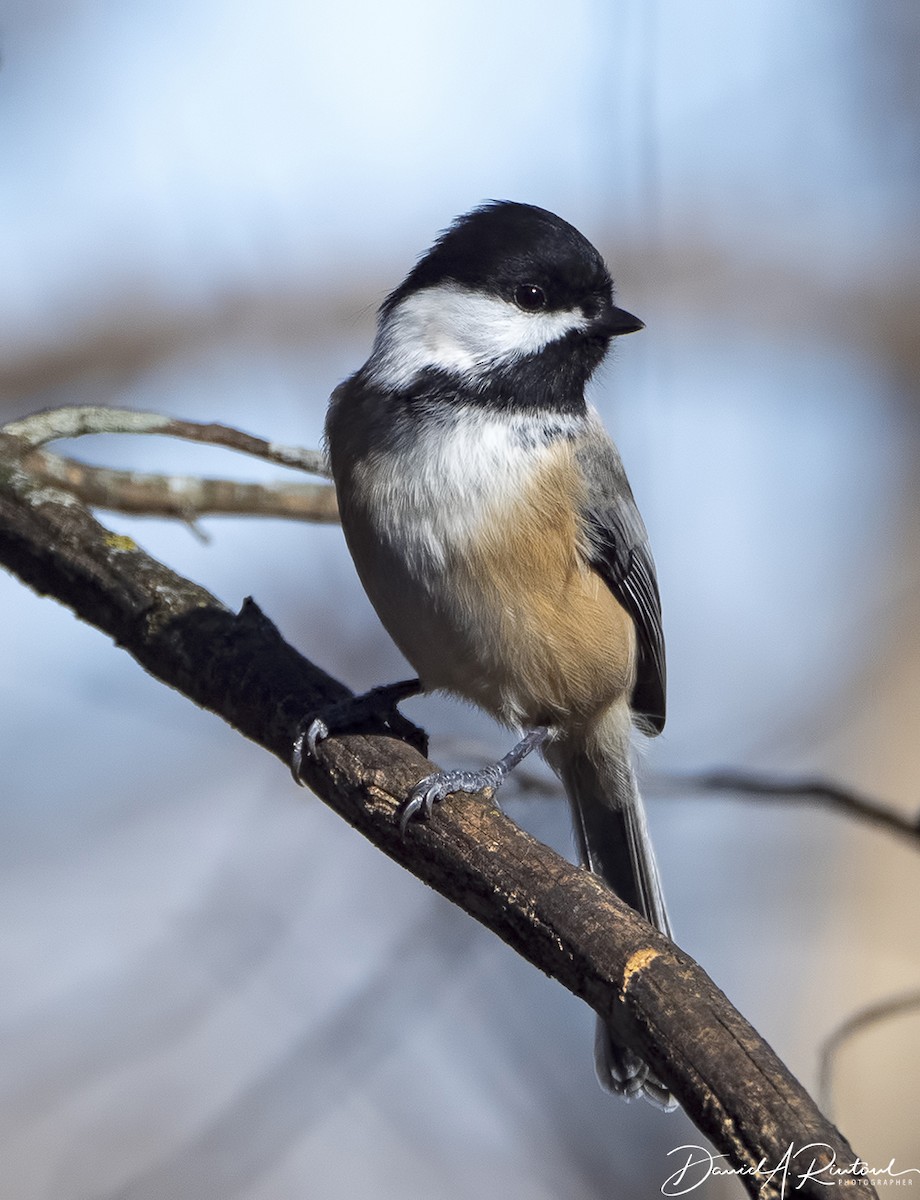 Black-capped Chickadee - Dave Rintoul