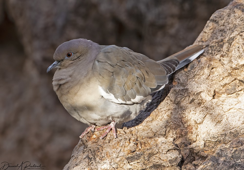 White-winged Dove - Dave Rintoul