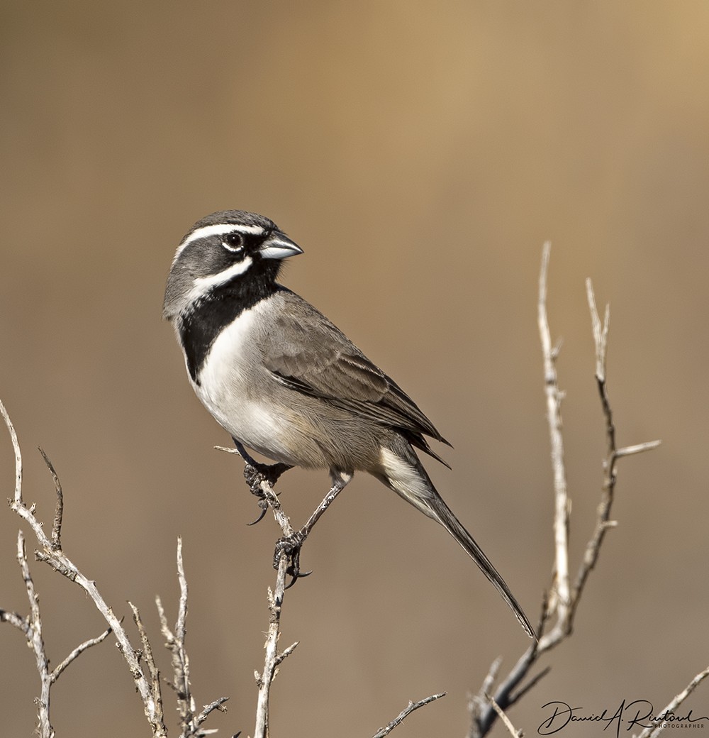 Black-throated Sparrow - ML205232771