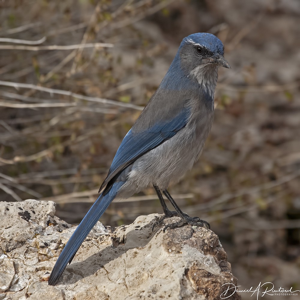 Woodhouse's Scrub-Jay (Woodhouse's) - Dave Rintoul