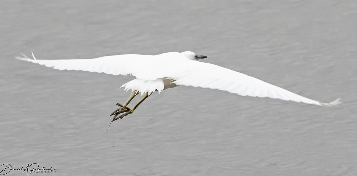 Snowy Egret - Dave Rintoul