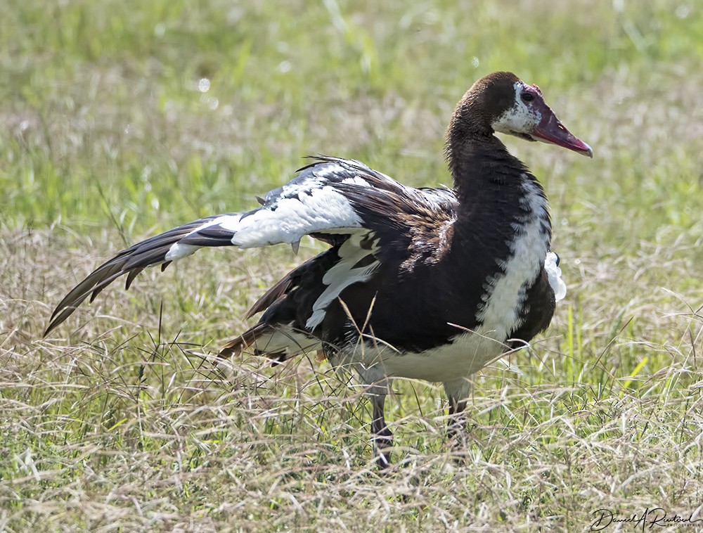 Spur-winged Goose (Northern) - Dave Rintoul
