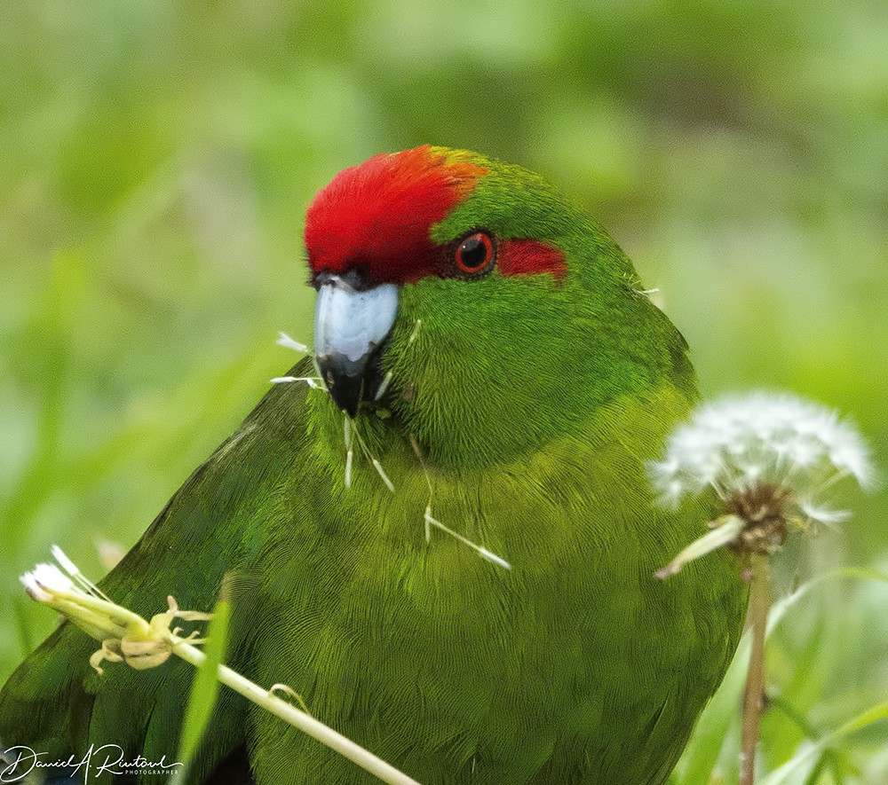 Red-crowned Parakeet - Dave Rintoul