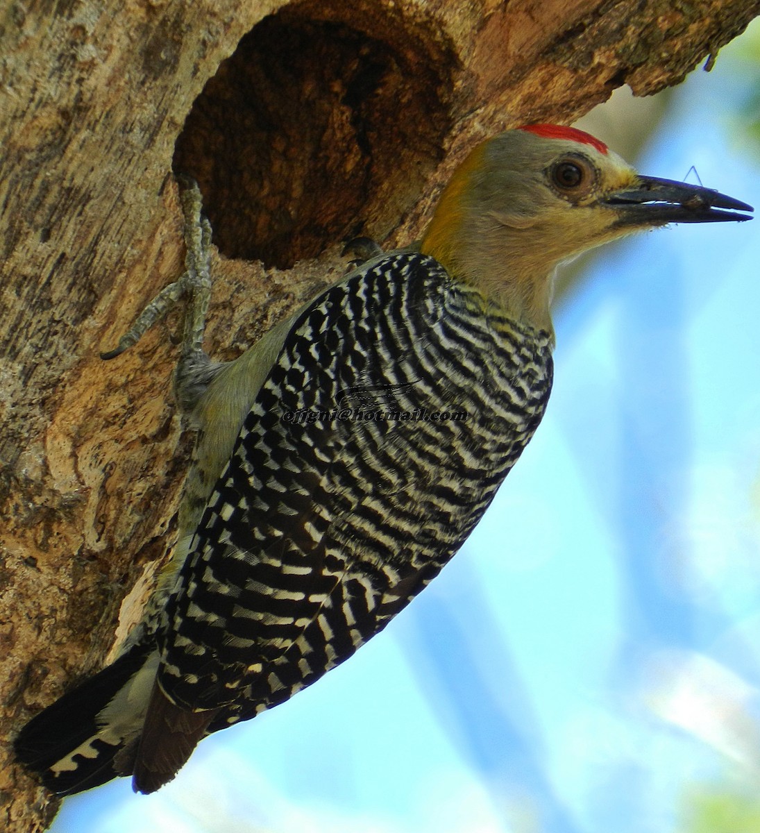 Hoffmann's Woodpecker - Orlando Jarquín