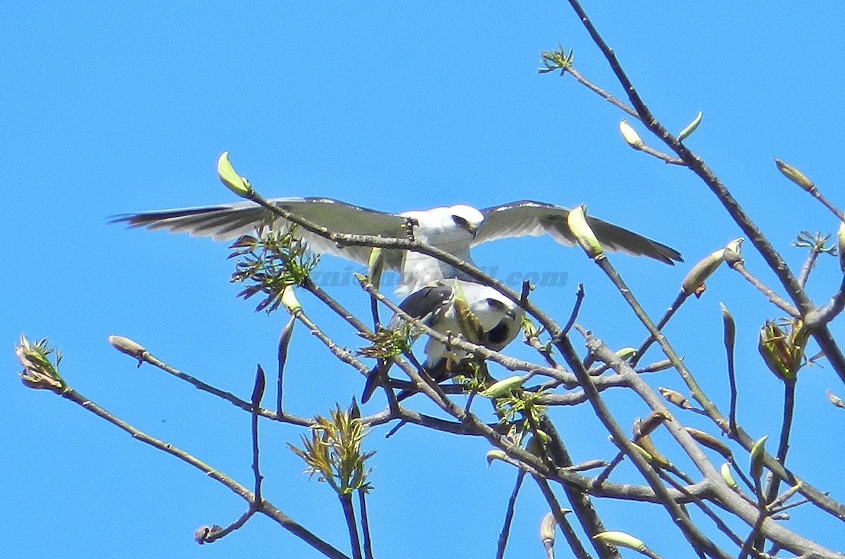 White-tailed Kite - Orlando Jarquín