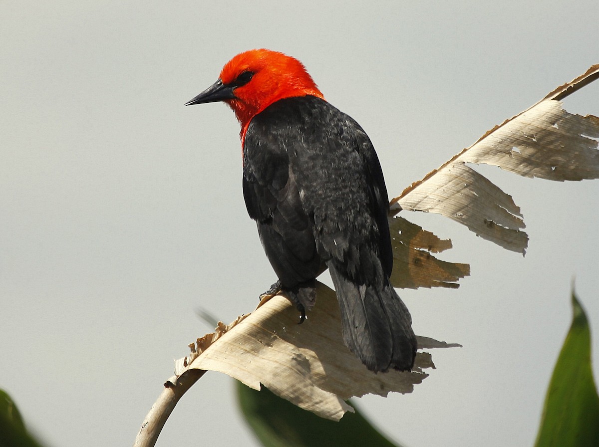 Scarlet-headed Blackbird - Carmelo López Abad
