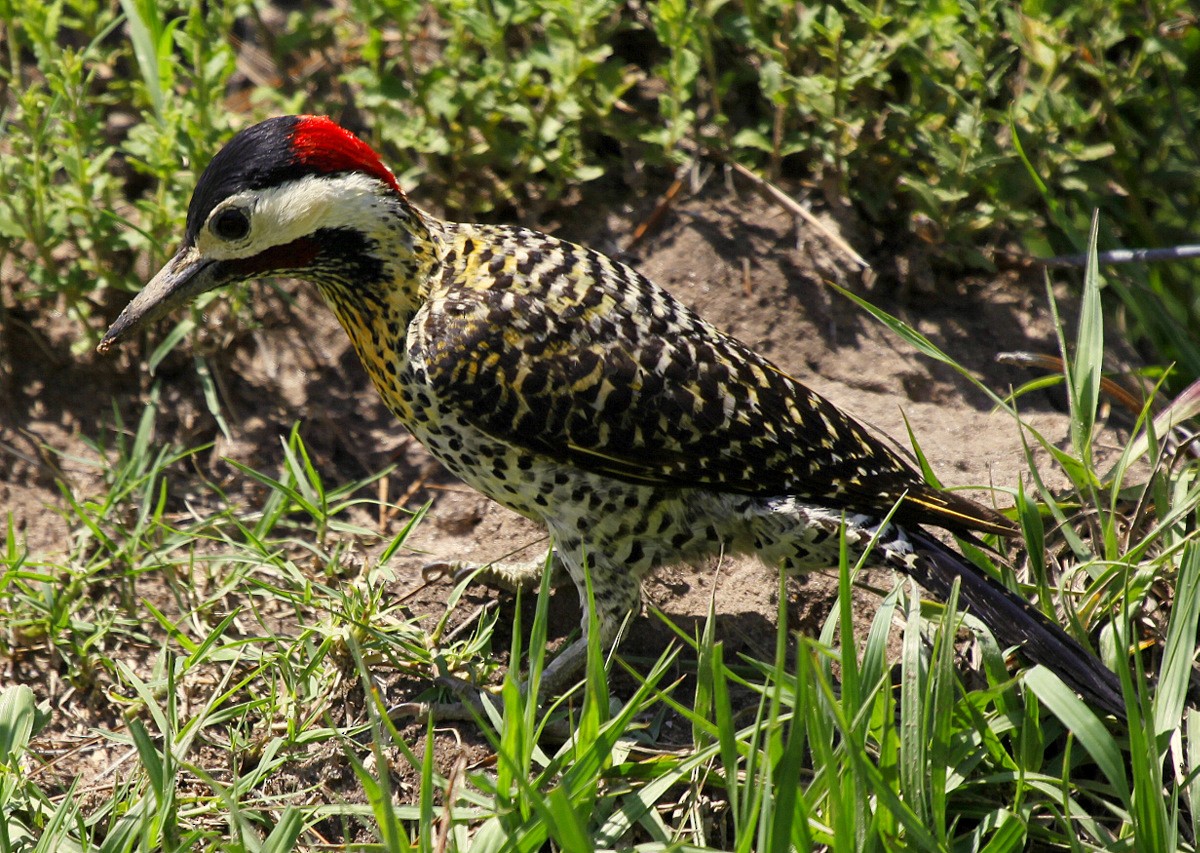 Green-barred Woodpecker (Green-barred) - Carmelo López Abad