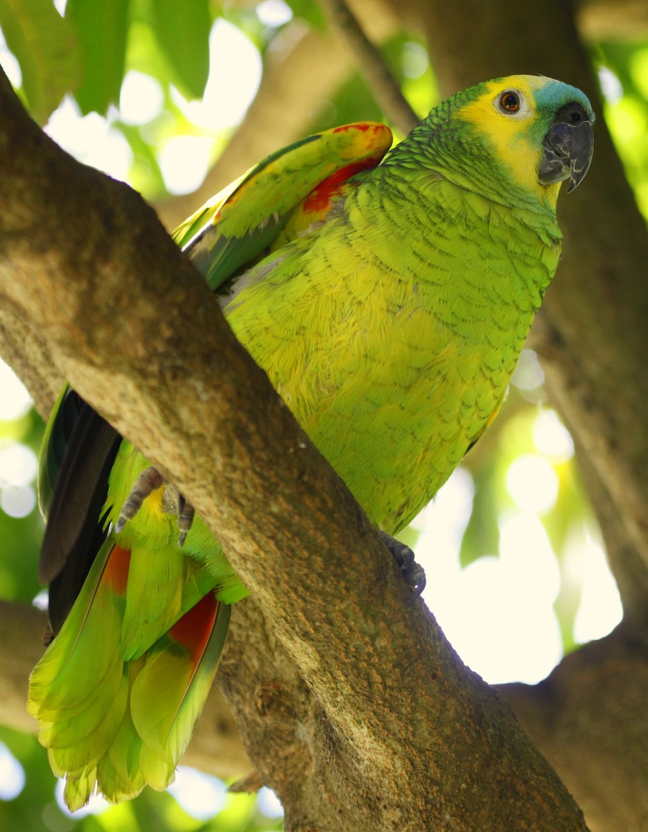 Turquoise-fronted Parrot - ML205233941