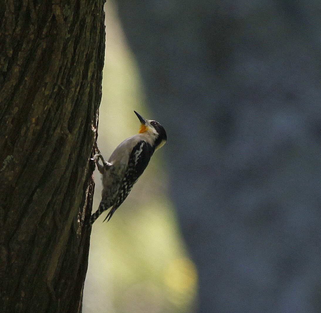 White-fronted Woodpecker - ML205234081