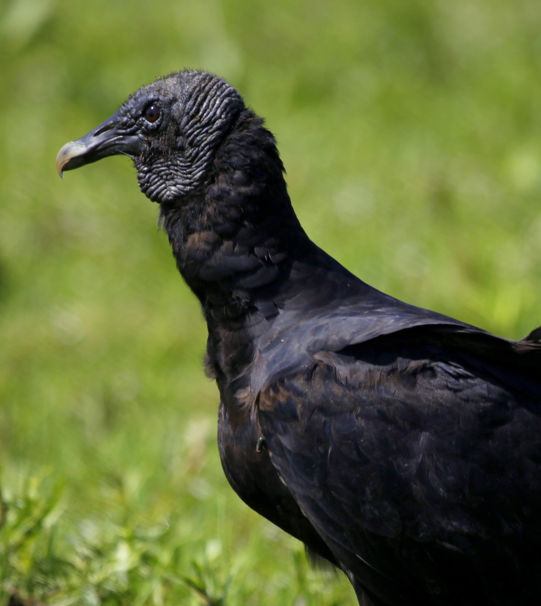 Black Vulture - Carmelo López Abad