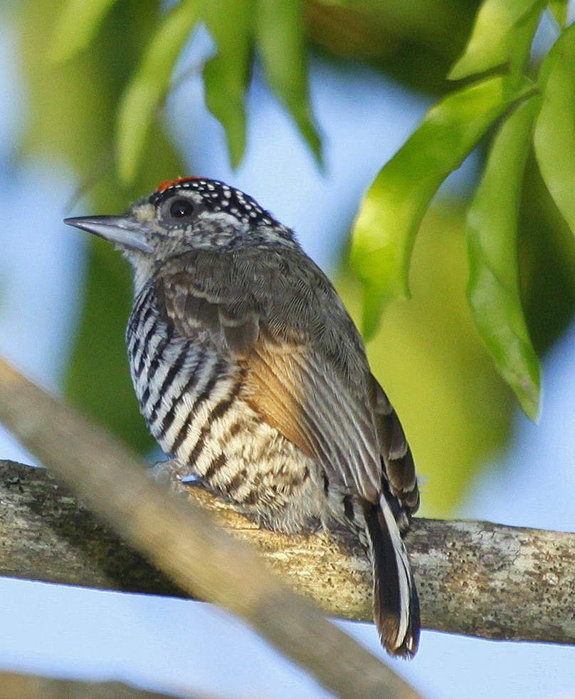 White-barred Piculet (White-barred) - Carmelo López Abad