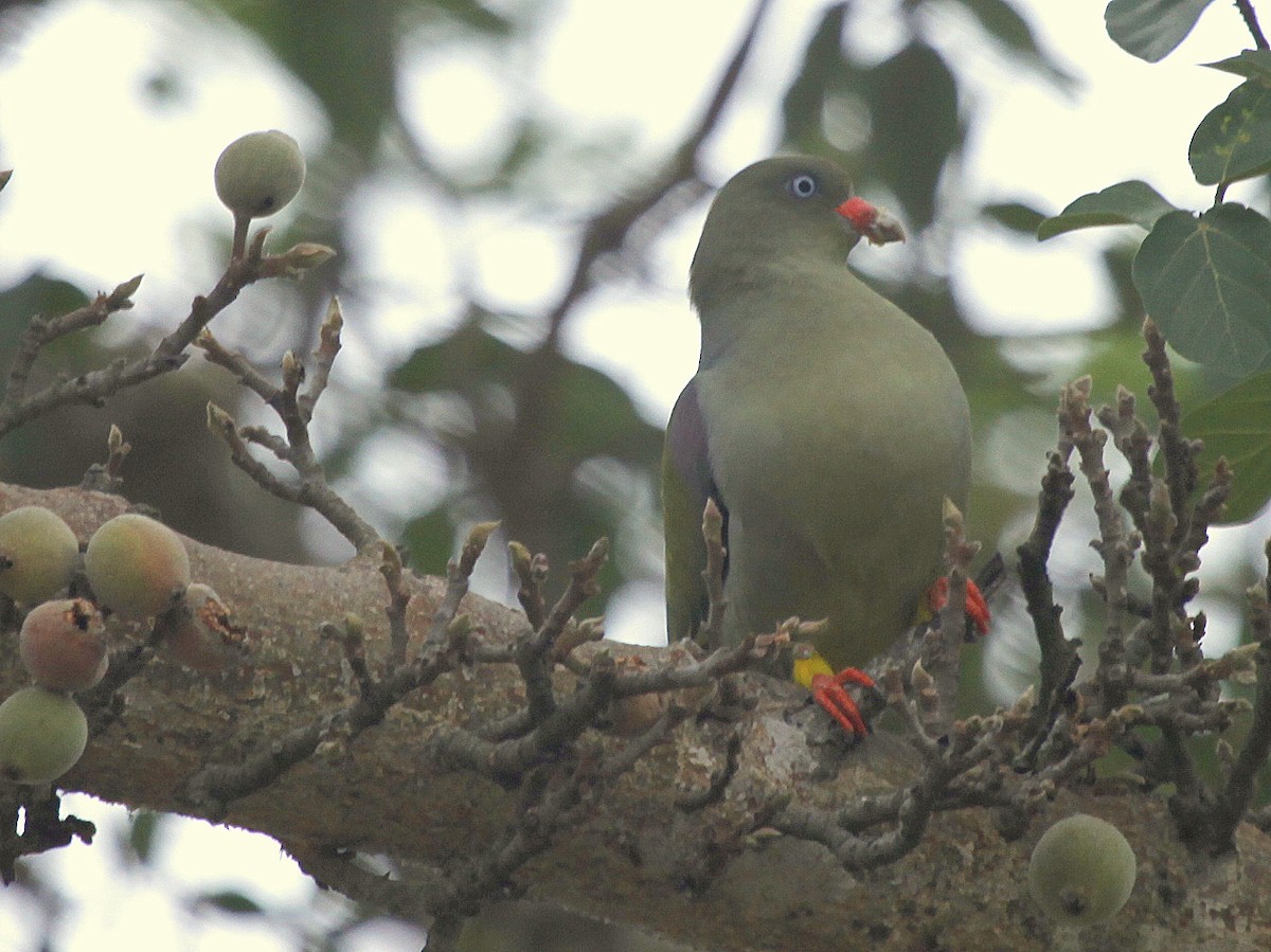 African Green-Pigeon (Gray-breasted) - Carmelo López Abad