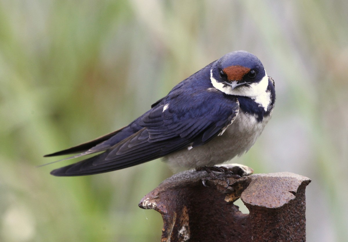 White-throated Swallow - Carmelo López Abad