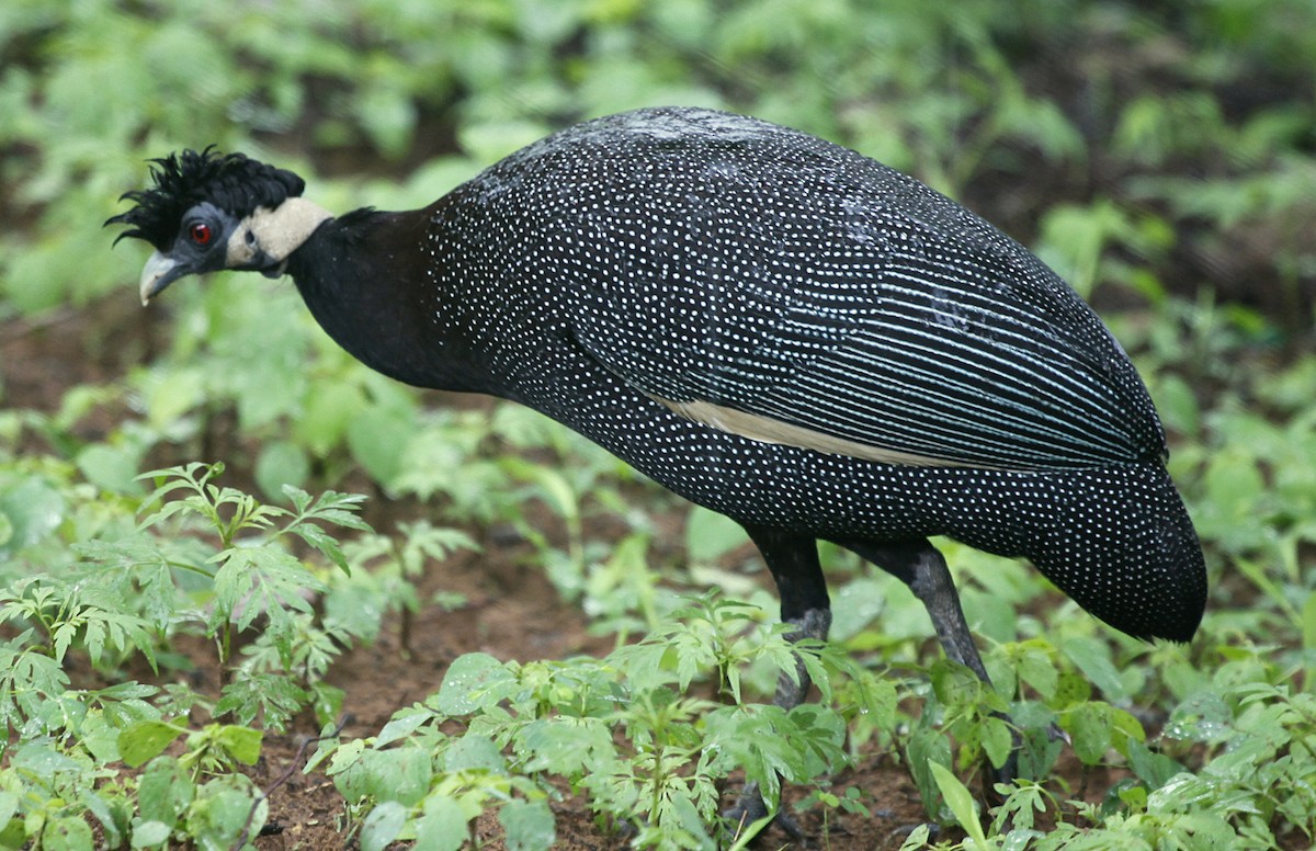 Southern Crested Guineafowl - Carmelo López Abad
