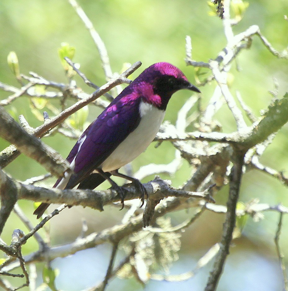 Violet-backed Starling - Carmelo López Abad