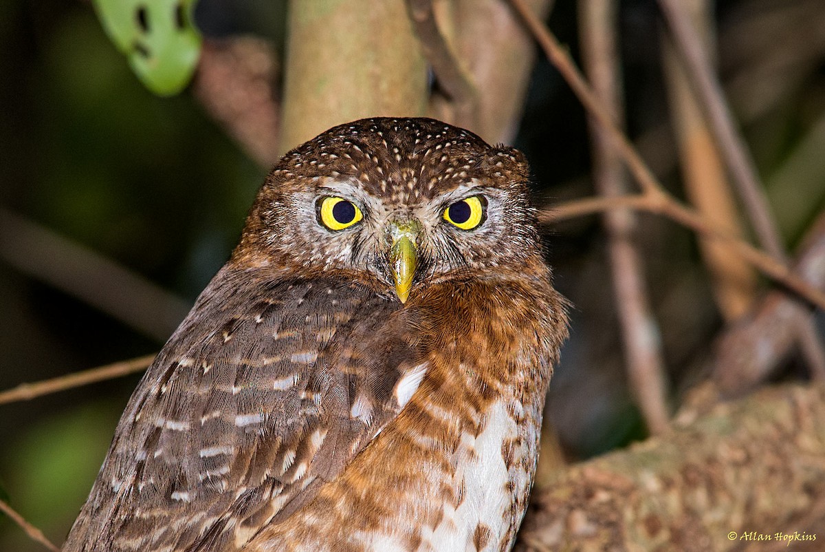 Cuban Pygmy-Owl - Allan Hopkins