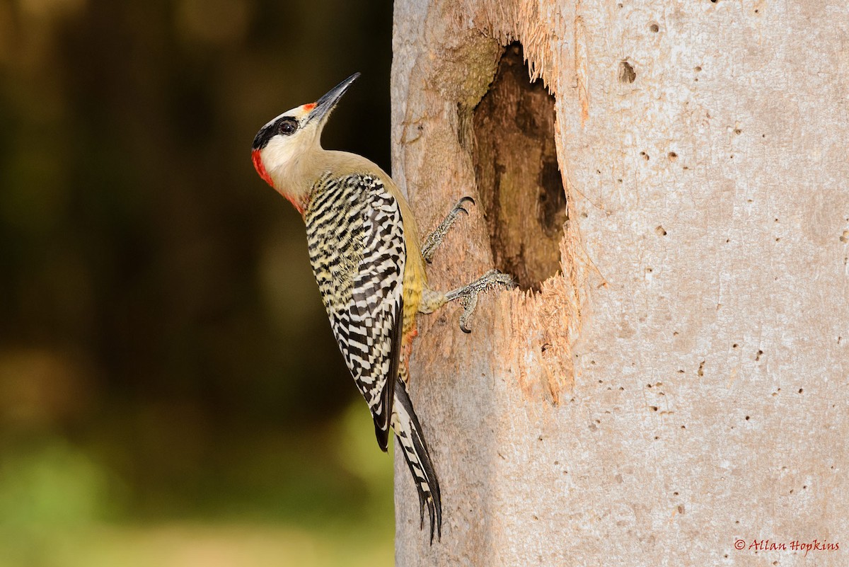 West Indian Woodpecker - Allan Hopkins