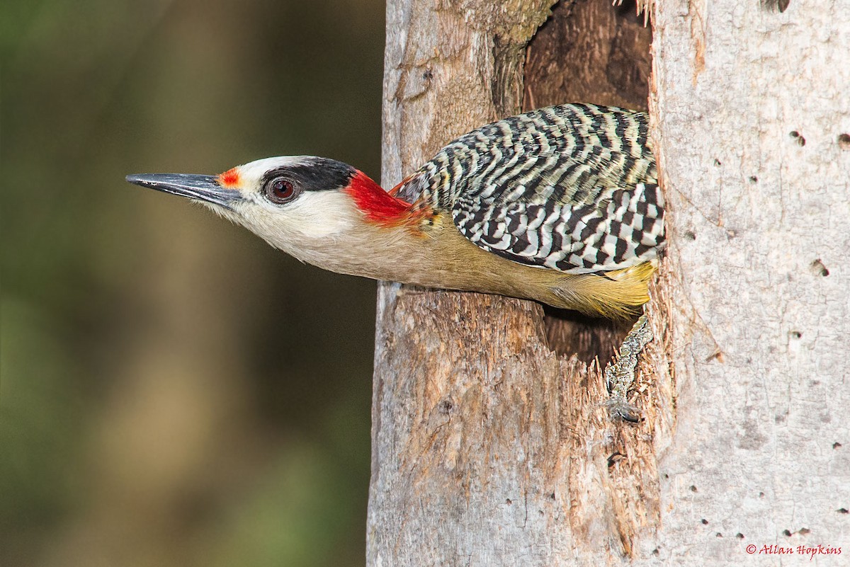 West Indian Woodpecker - Allan Hopkins