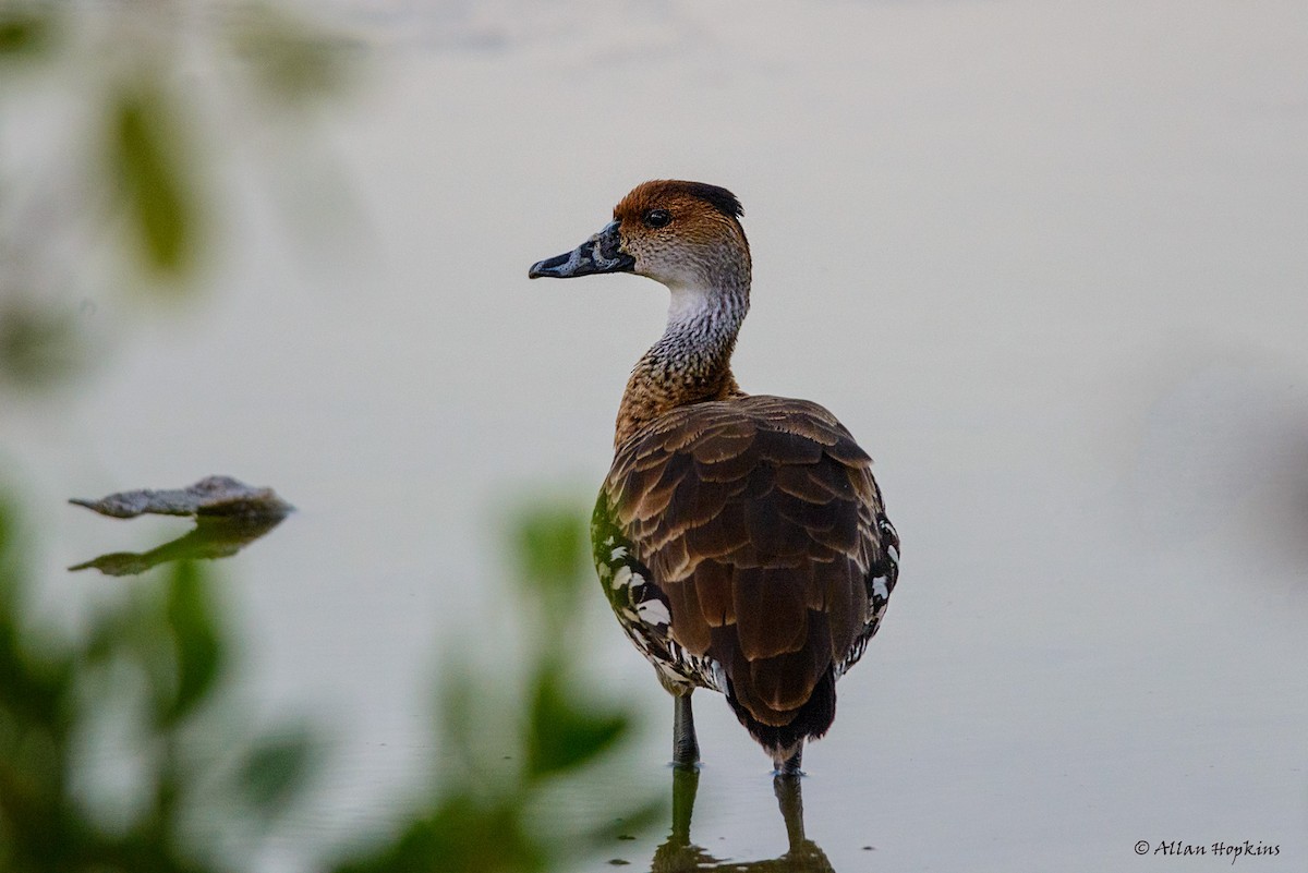 West Indian Whistling-Duck - ML205234881