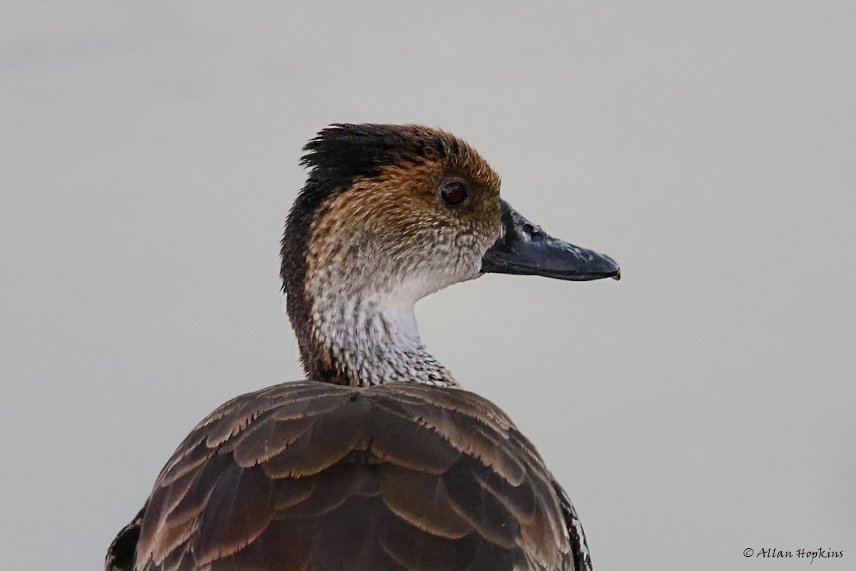 West Indian Whistling-Duck - Allan Hopkins