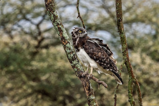 Brown Snake-Eagle - eBird