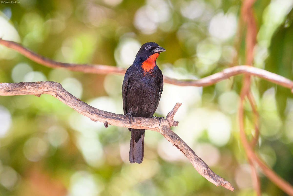 Scarlet-throated Tanager - Allan Hopkins